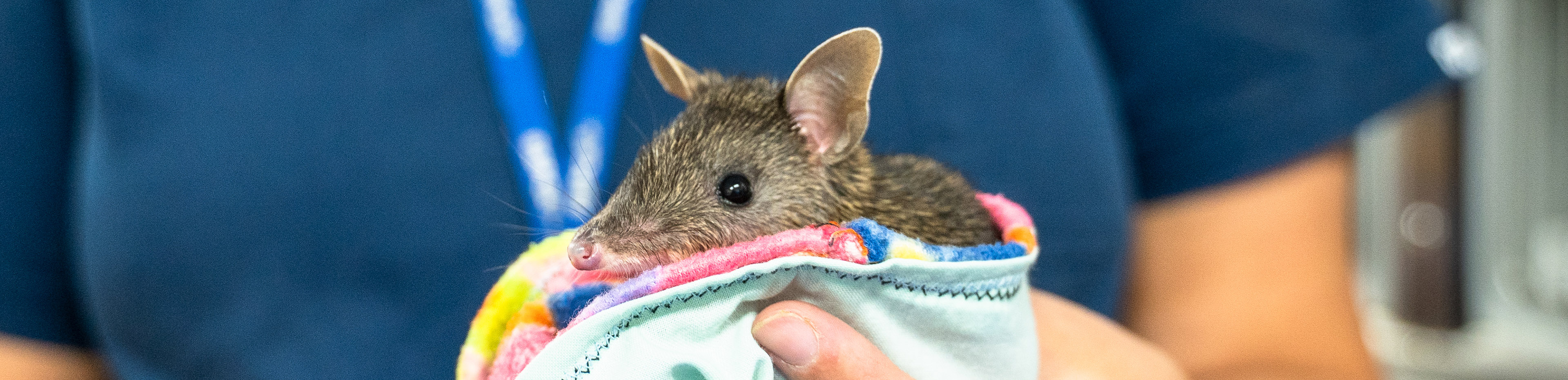 young bandicoot